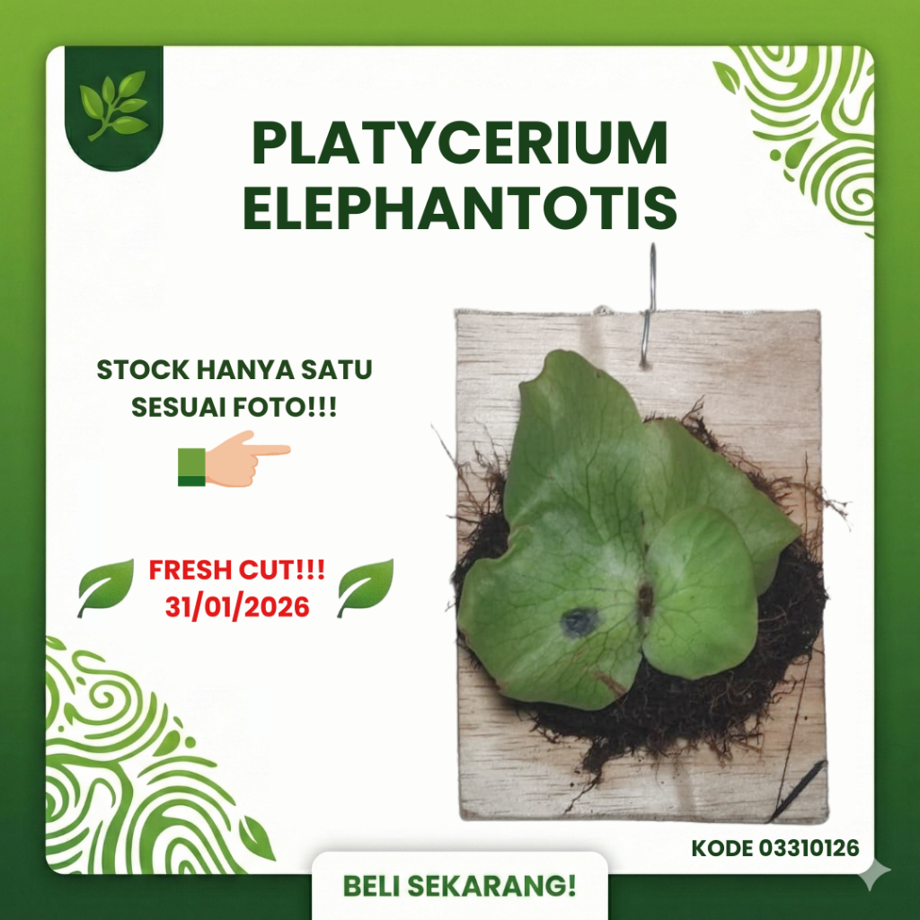 SESUAI FOTO - Platycerium Elephantotis Pup Anakan Fresh Cut dari Indukan Sp - Simbar Menjangan Gajah