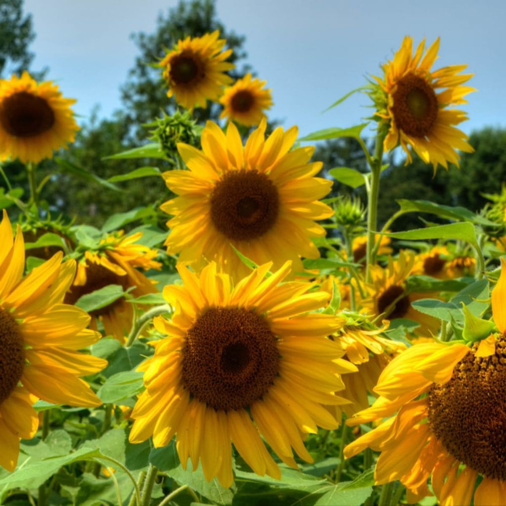 bibit benih bunga matahari besar