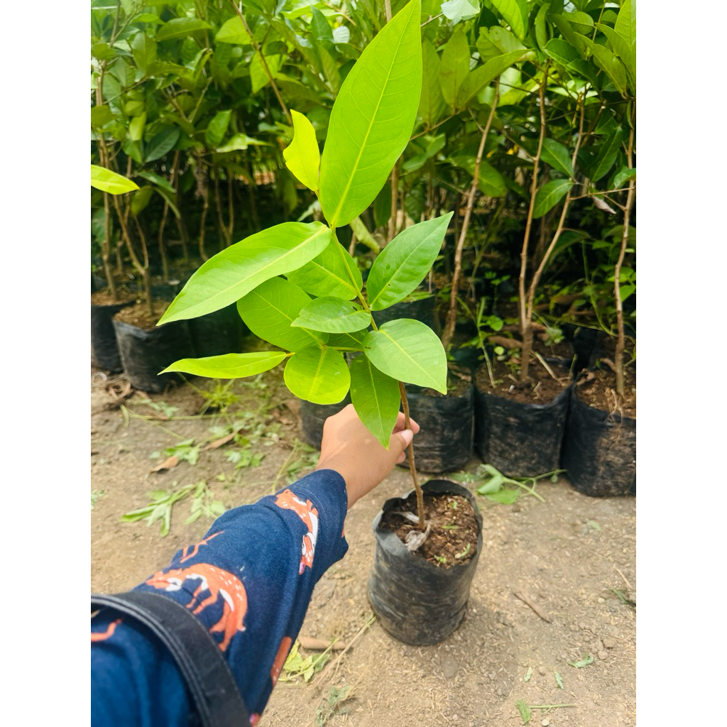 BIBIT JAMBU AIR GREEN GIANT