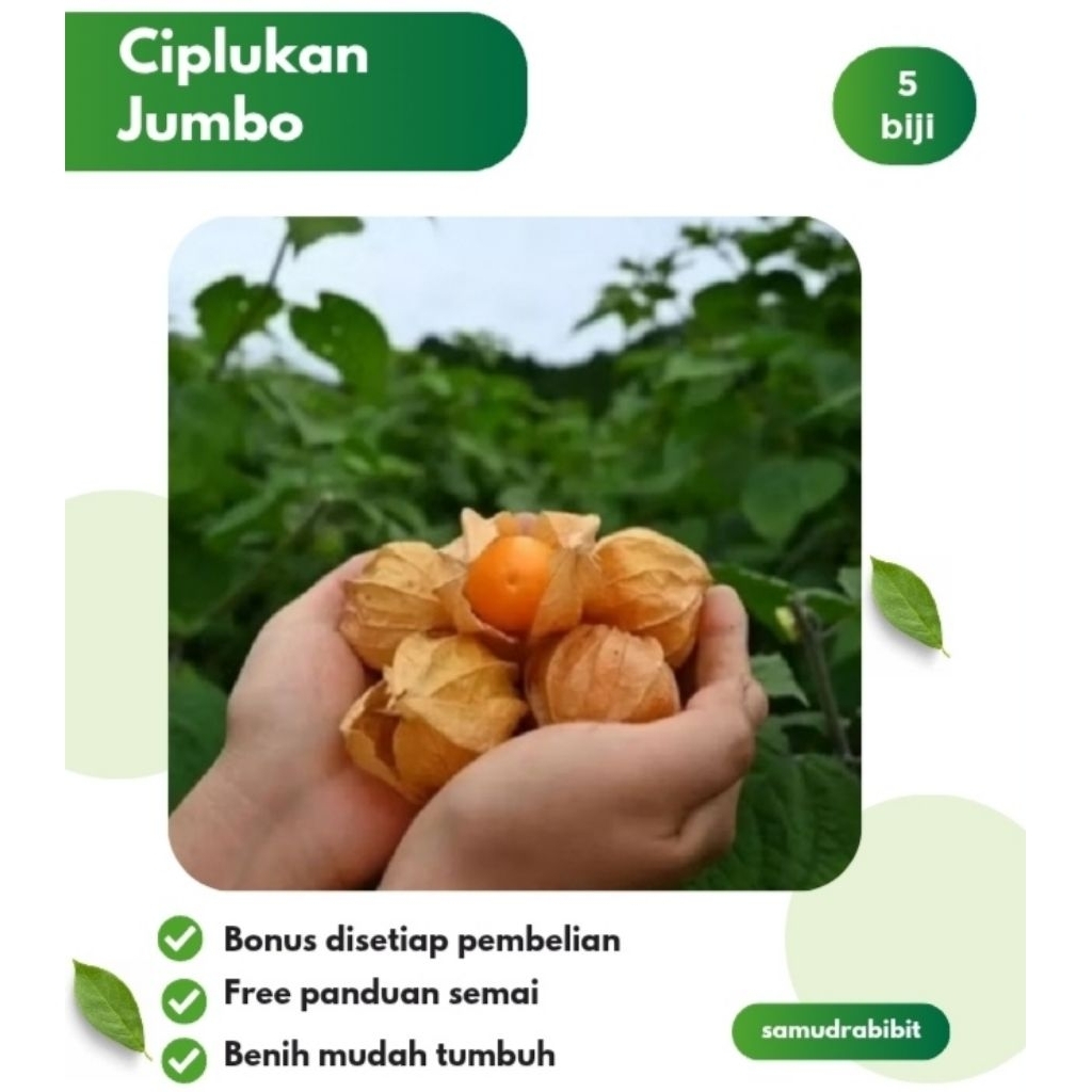 5 Benih Ciplukan Kuning Jumbo Bibit Tanaman Buah Unggul