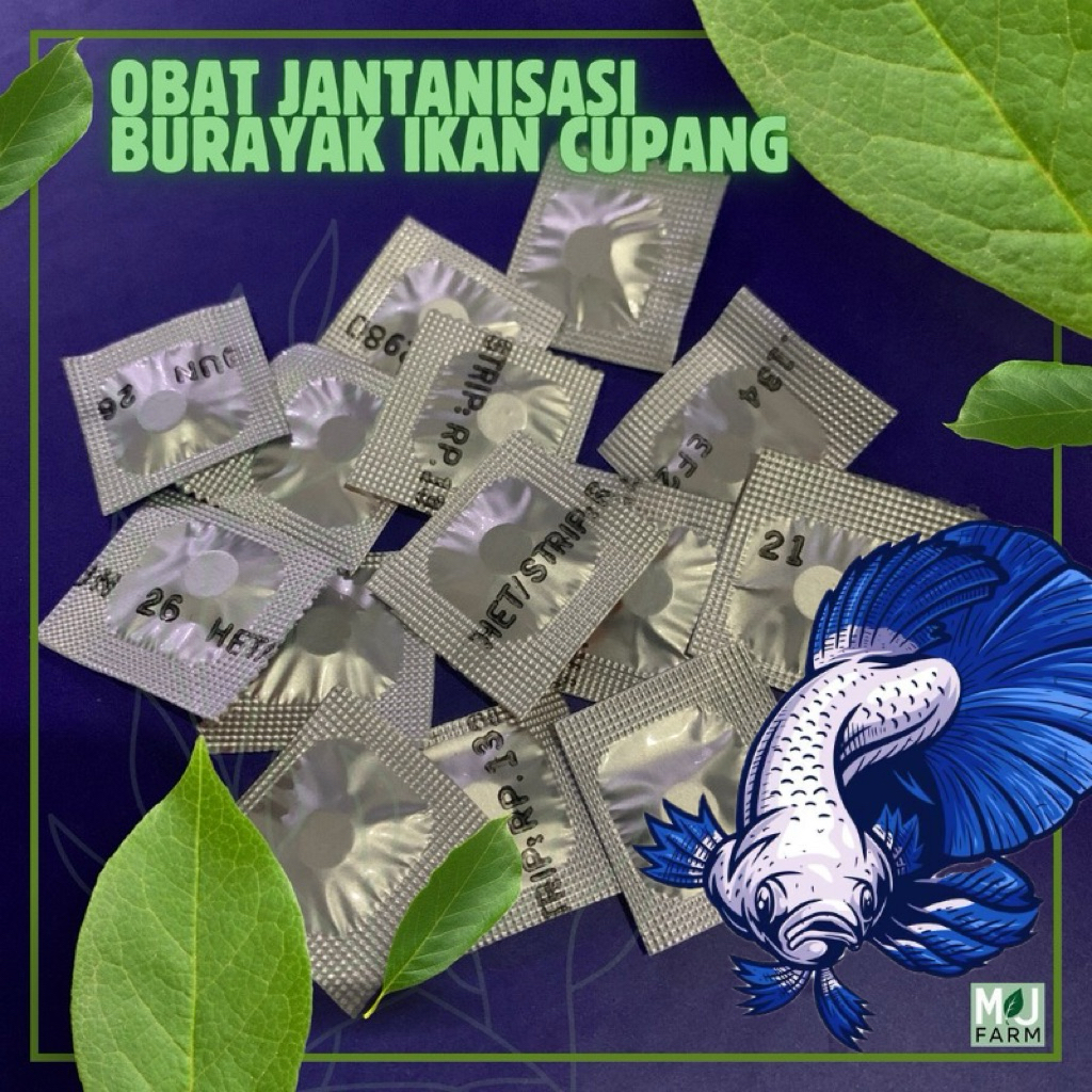 Obat Jantanisasi Burayak Ikan Cupang