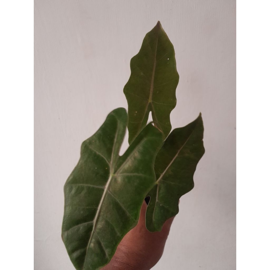 Alocasia noid