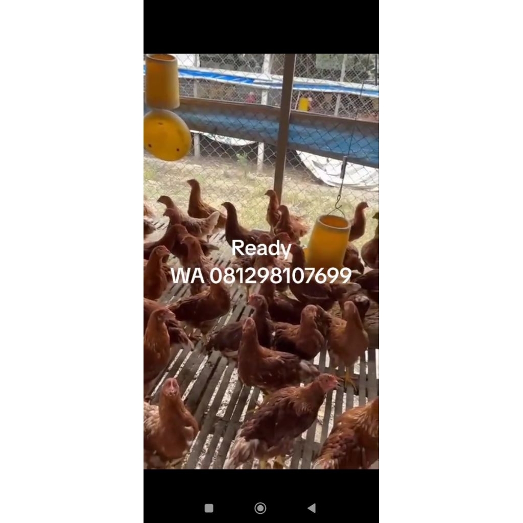 Ayam Petelor muda (Pullet) um 9 Minggu full vaksin