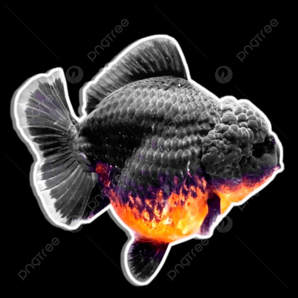 ikan hias koki oranda short tail red white, blackgold dan tiger size Jumbo