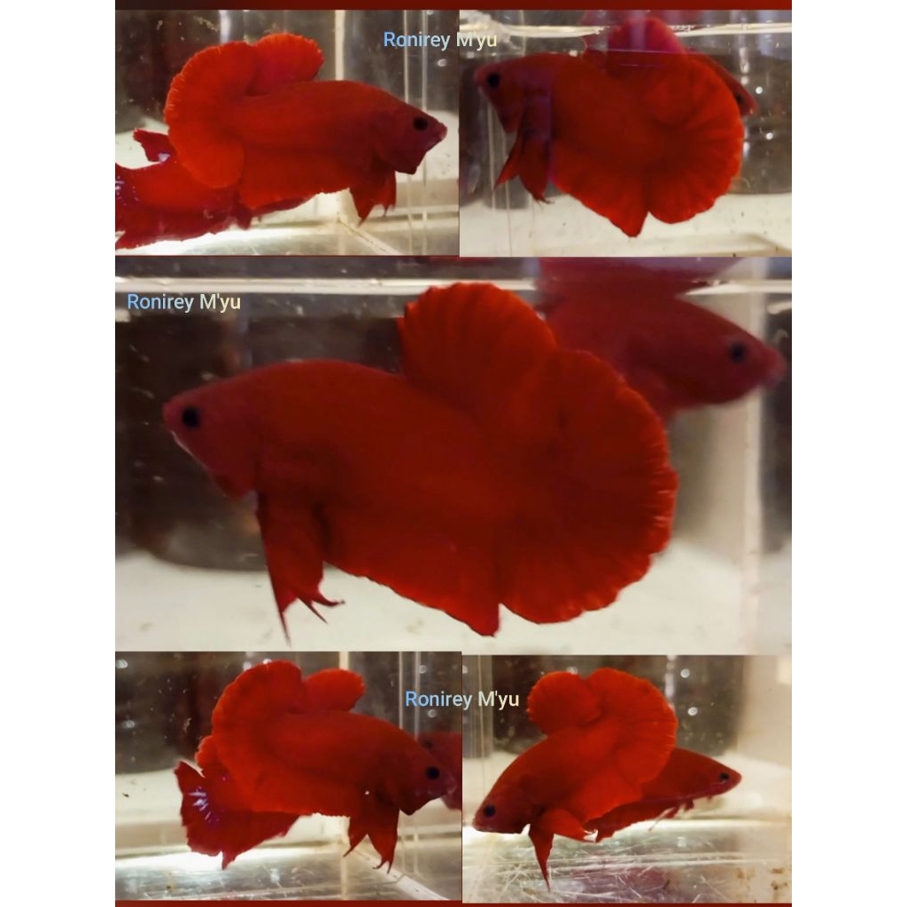 plakat Red Hellboy and yellow