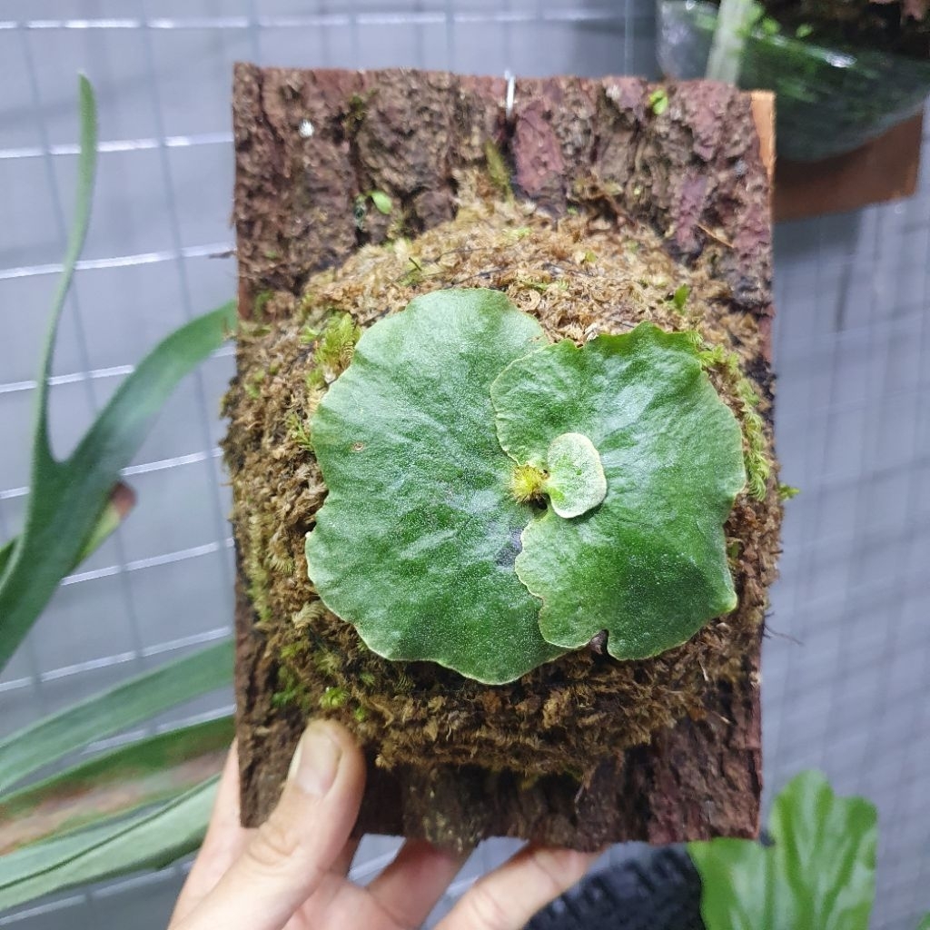 PLATYCERIUM ERAWAN , MADAGASCARIENSE X ELEPHANTOTIS