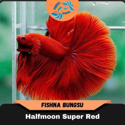 Ikan cupang Halfmoon Super Red