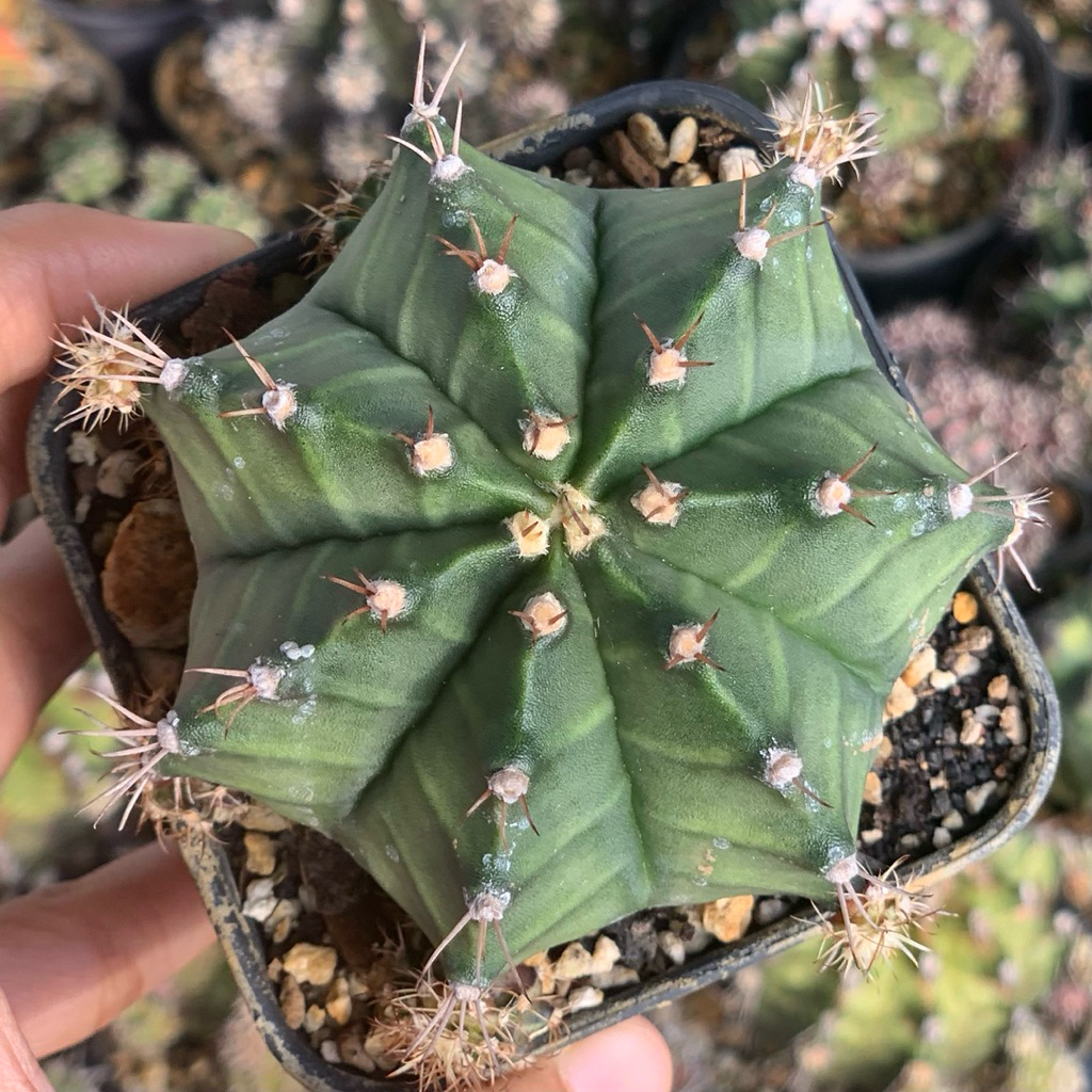 Gymnocalycium LB hybrid jumbo  kaktus gymno black skin original ori kaktus tanaman hias langka indah