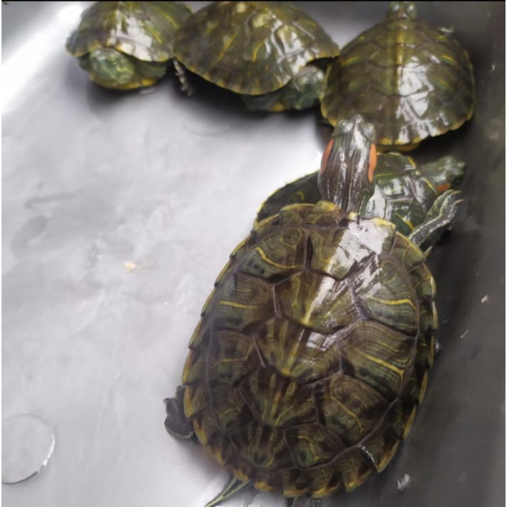 mainan anak kura brazil medium7cm