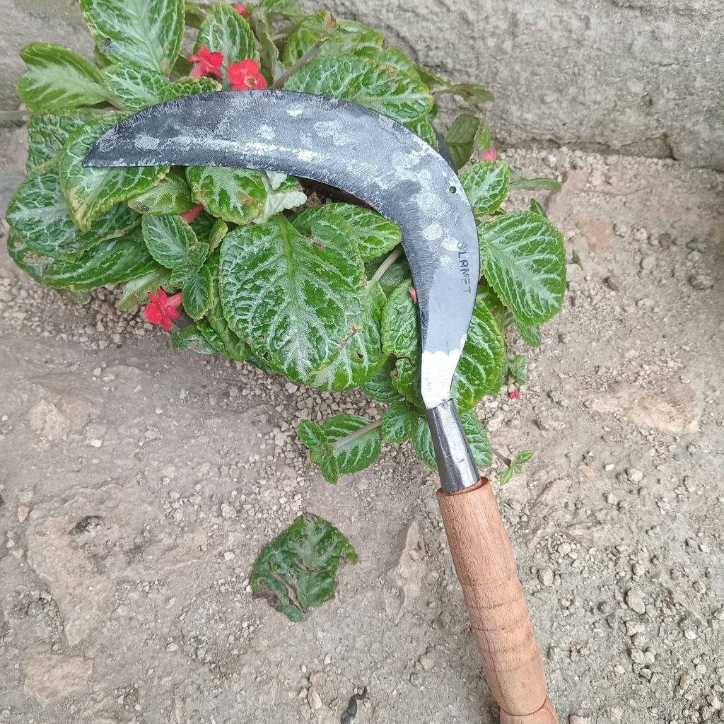 sabit kecil/sabit potong rumput,padi