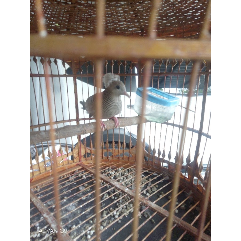 Perkutut Tangkapan Alam Full Katuranggan Jambul Ratu Banyumilli Pendaringan Kebak udan mas Megamendu