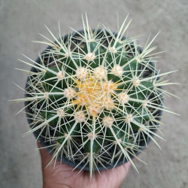 Kaktus Golden Barrel – Sukulen Tanaman Hidup Akar Sehat Siap Tanam