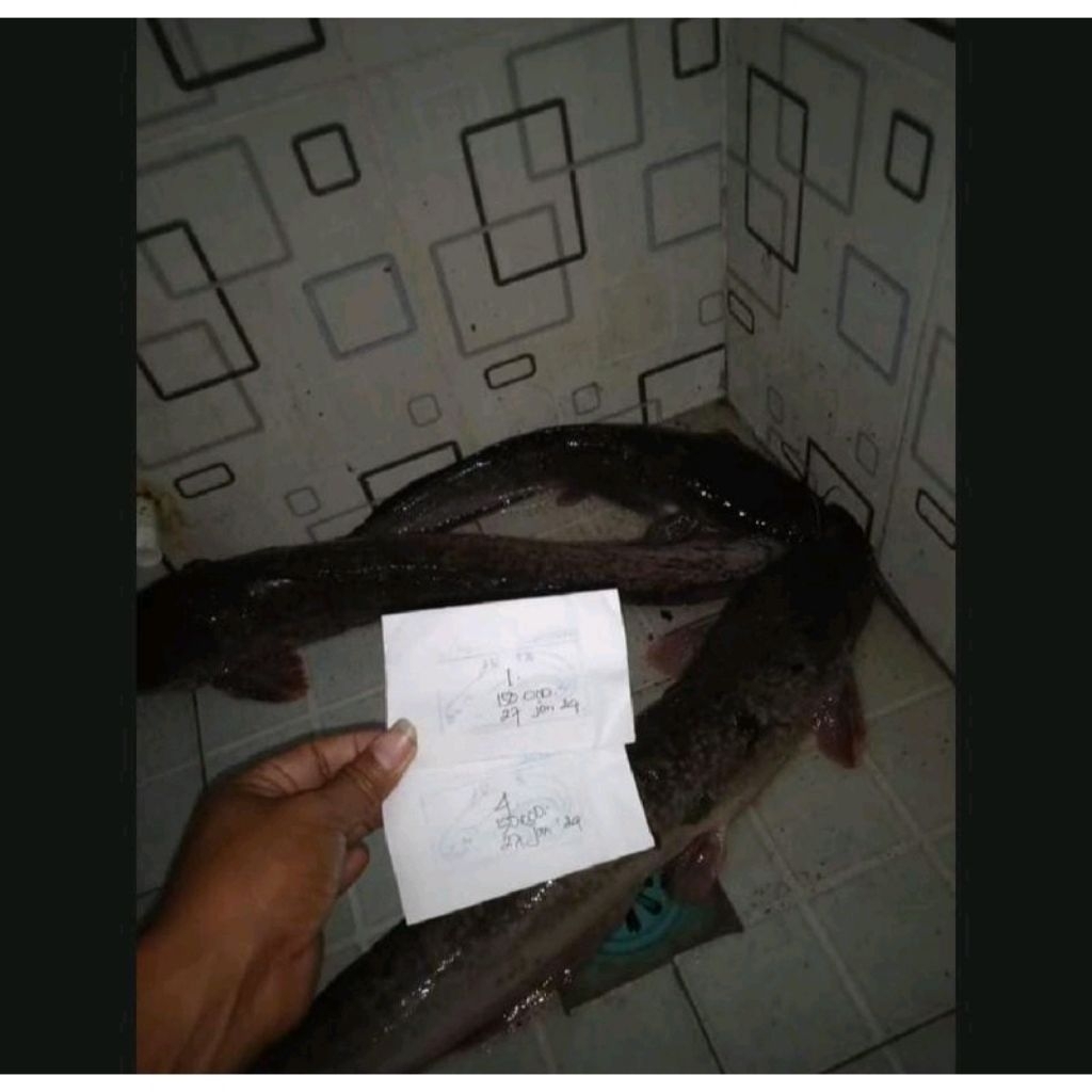 Essen Ikan Lele Aroma Amis Anyir Blenok Amis Warna Hitam Kemasan 30ml Paling Gacor, Essen Ikan Lele 