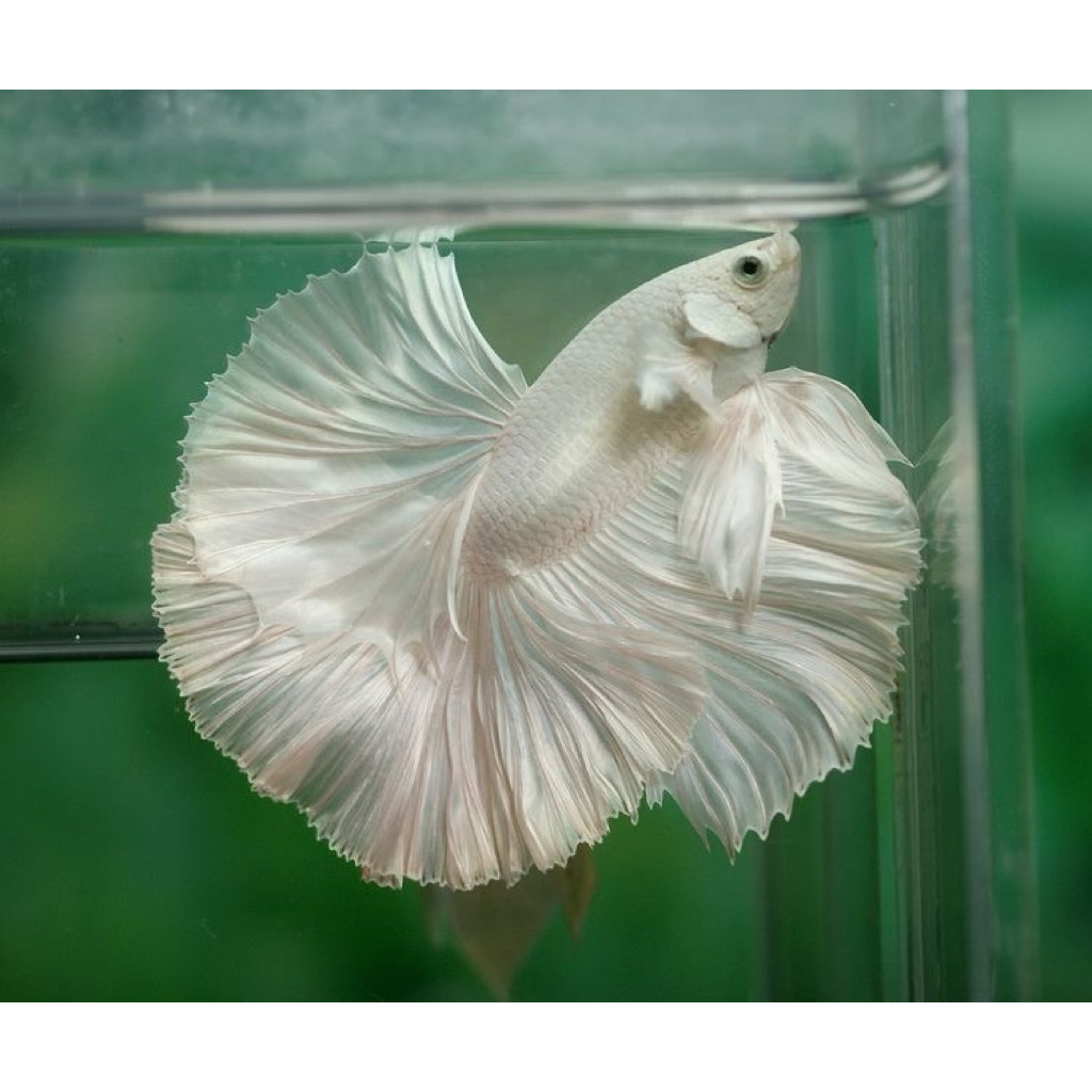 CUPANG HALFMOON WHITE PLATINUM JANTAN & BETINA BERGARANSI