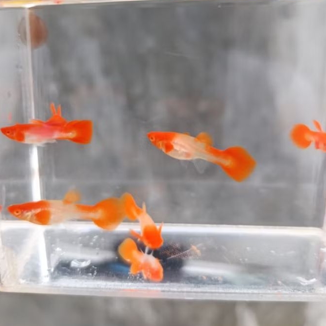 pembersih lantai ikan guppy albini koi red ear