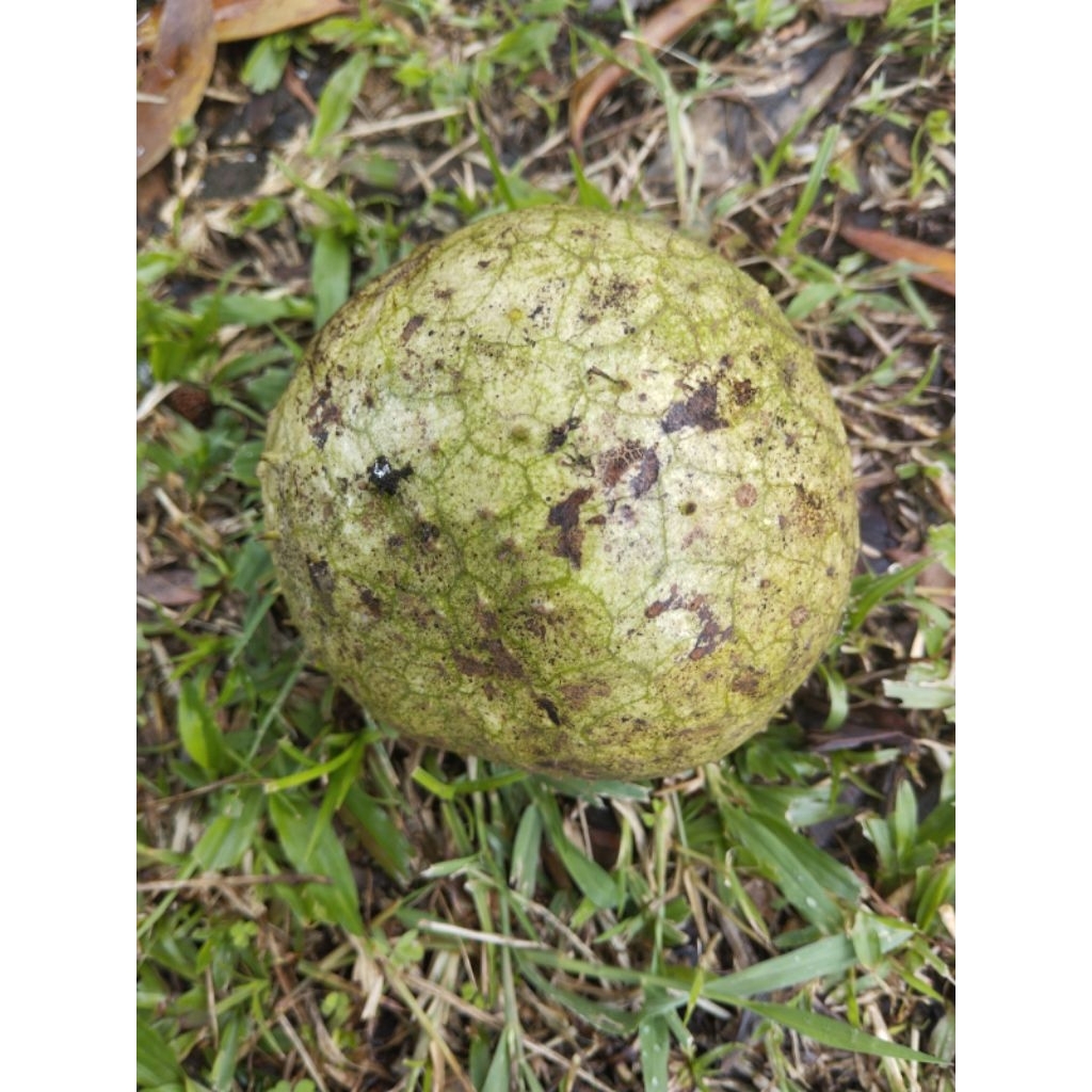 Buah sirsak gunung sirsak kuning matang per kilo