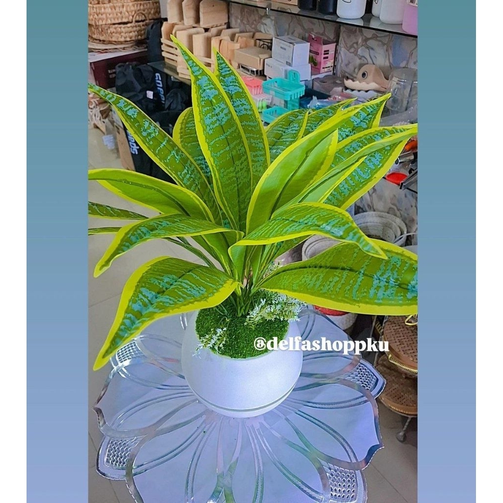Bunga lidah mertua pot plastik