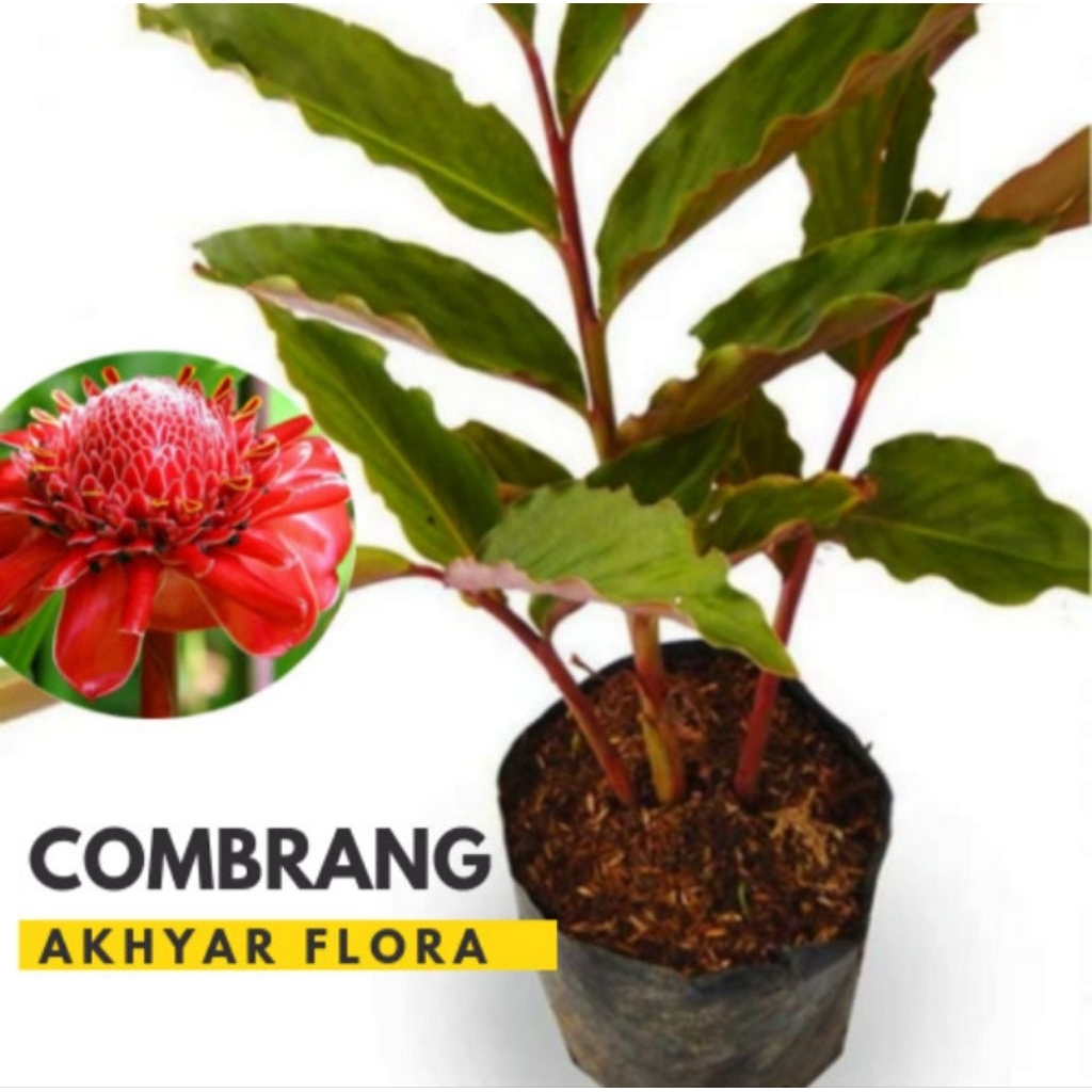 Kecombrang bibit tanaman kecombrang
