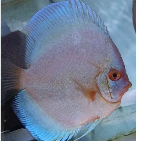 Discus Blue Diamon Ikan hias aquascape