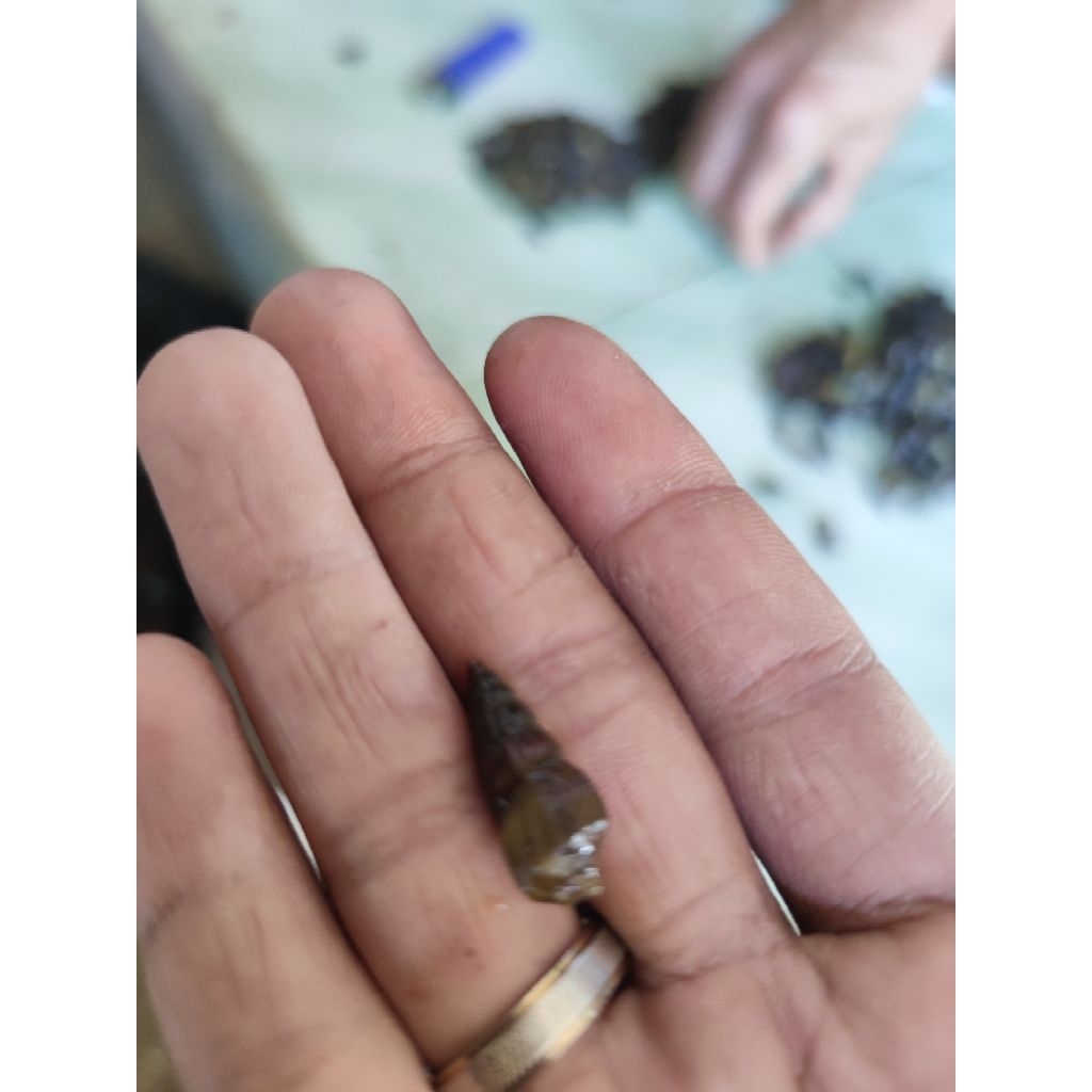 KEONG ASSASIN / AQUASCAPE