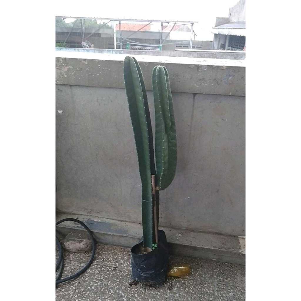 kaktus besar, kaktus koboi, kaktus berakar