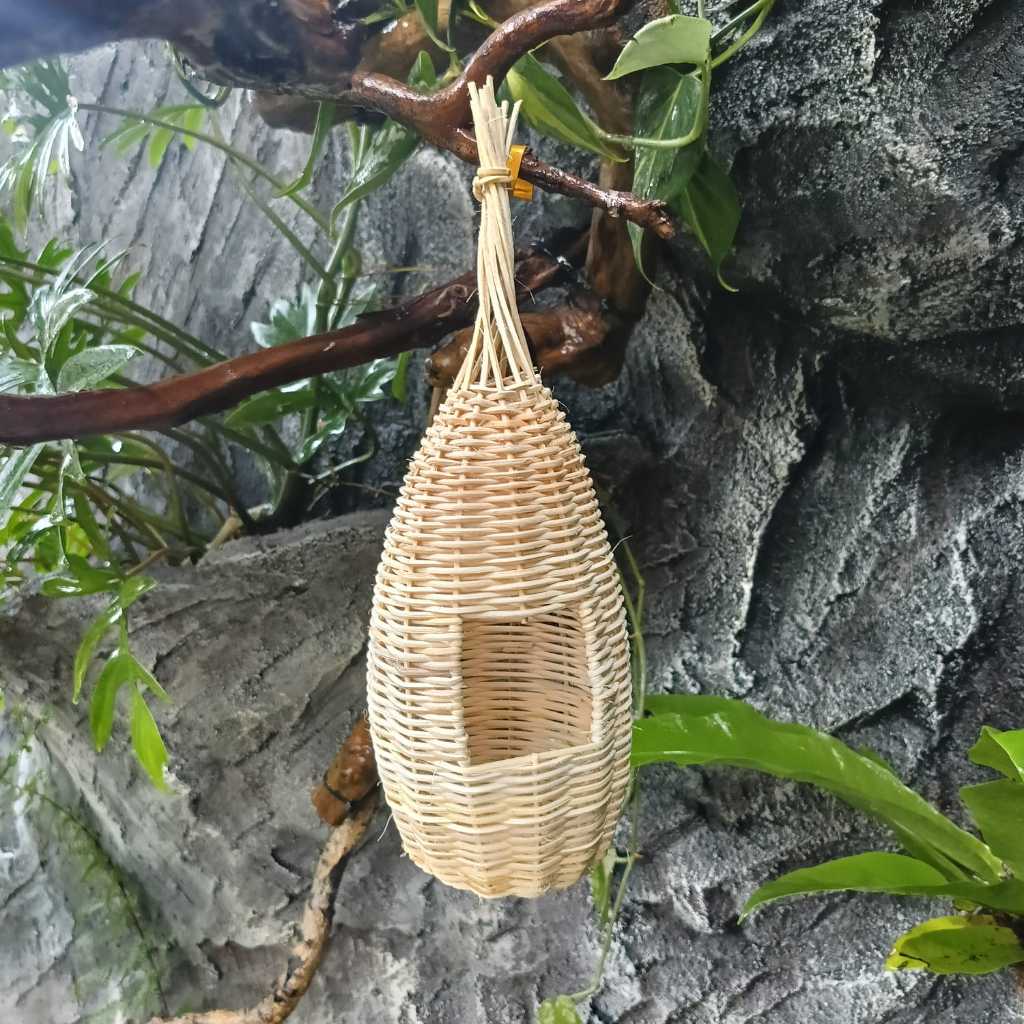 sarang burung manyar sarang gantung burung manyar kenari blackthoat finc