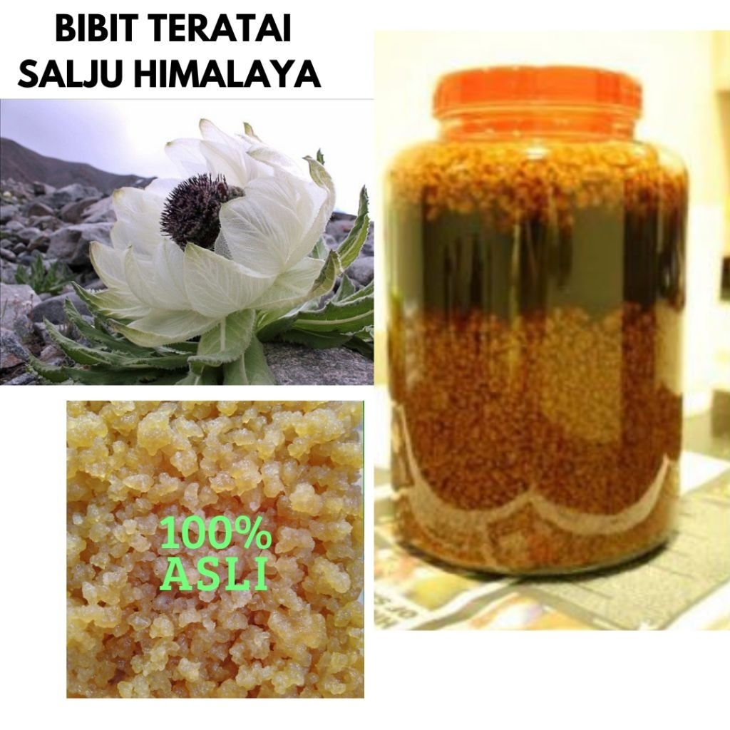 BTS Bibit Biji Teratai Salju Himalaya Asli kualitas Super Herbal 500 gram