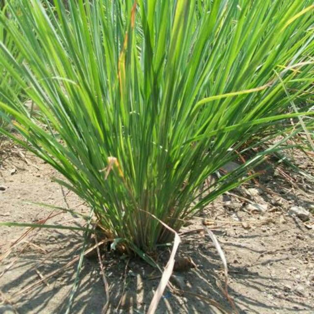 bibit sereh dapur sereh gajah jumbo 1kg