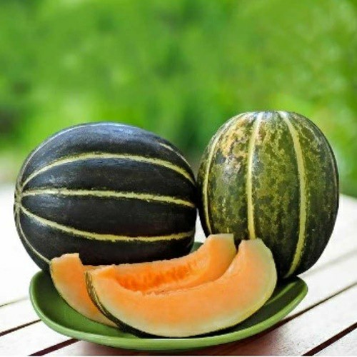 5 Biji Benih Blewah BLASTER