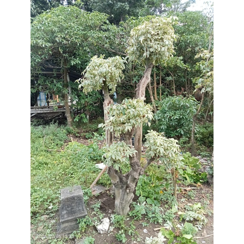 Bonsai randu varigata jumbo