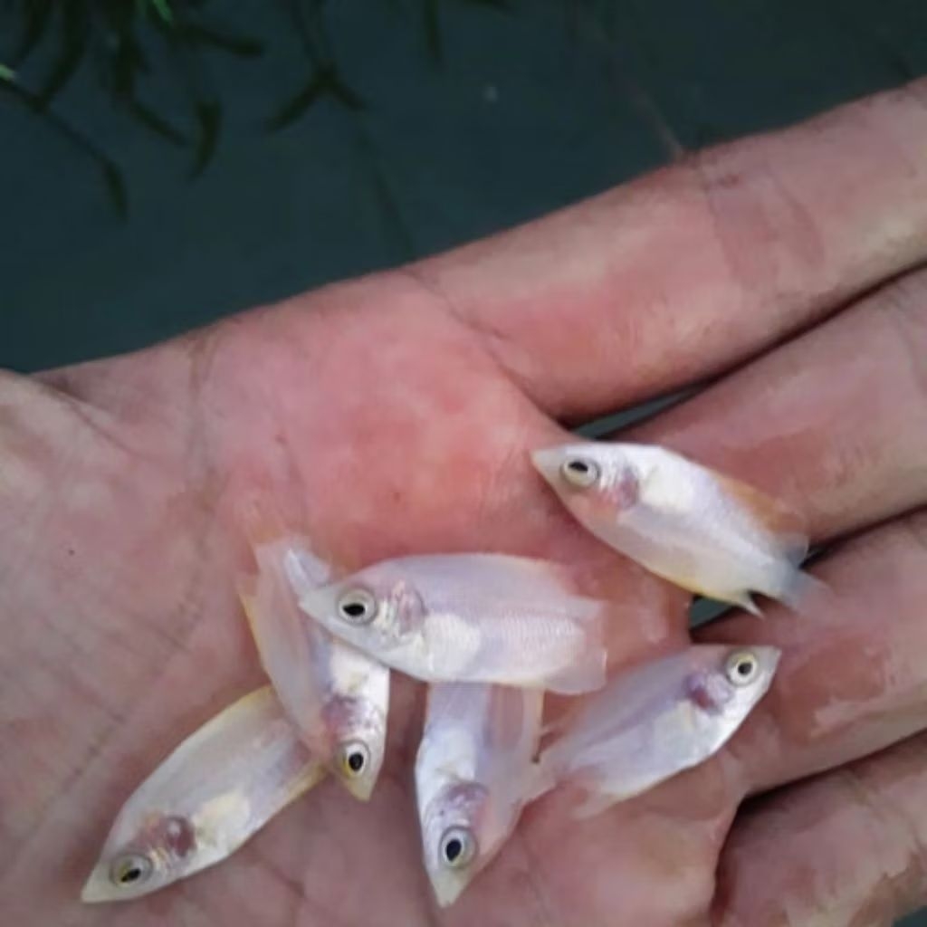 bibit ikan gurame padang baby