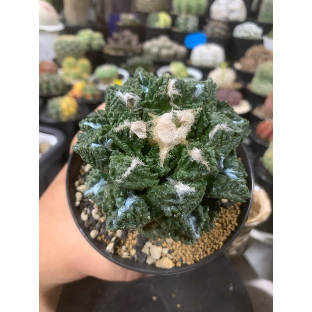 Kaktus Ariocarpus Fissuratus