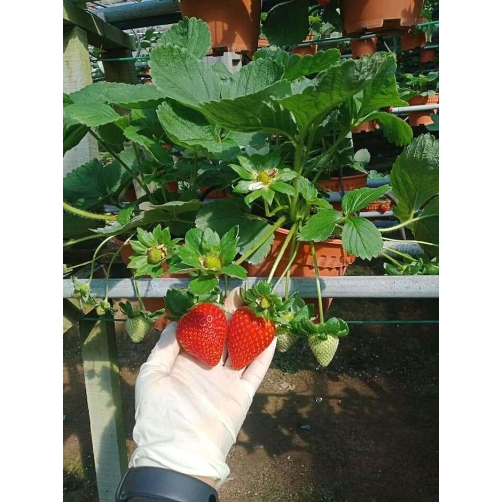 Bibit Strawberry Sagahonoka