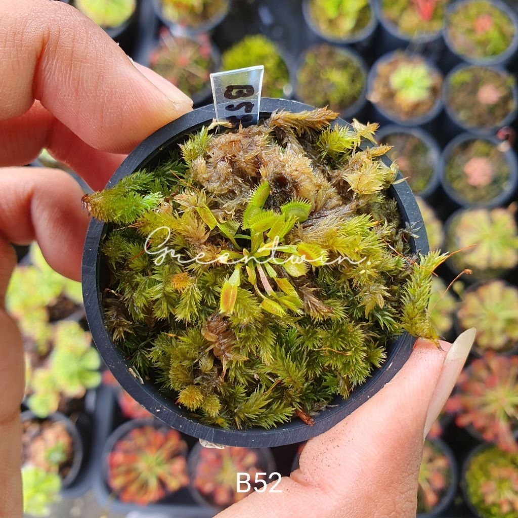 tanaman karnivora | venus flytrap B52