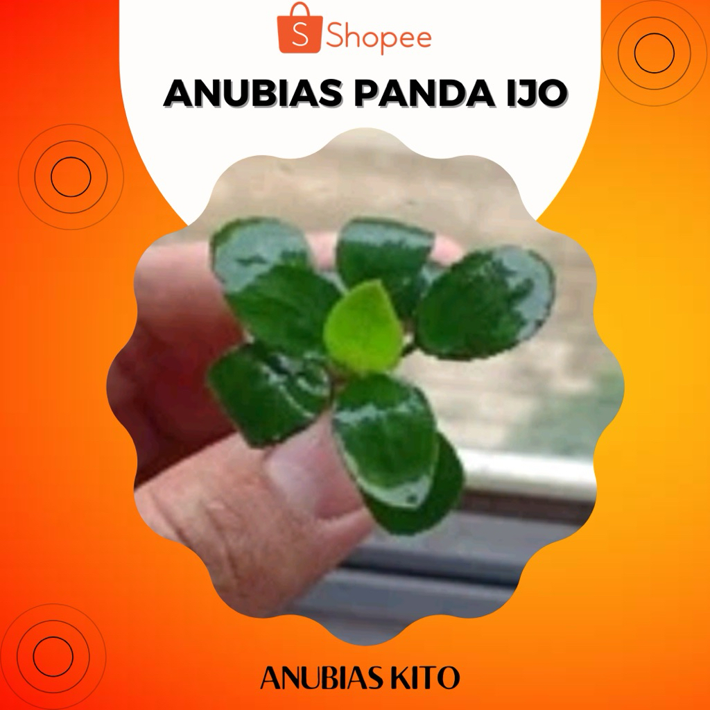 Anubias Panda Hijau