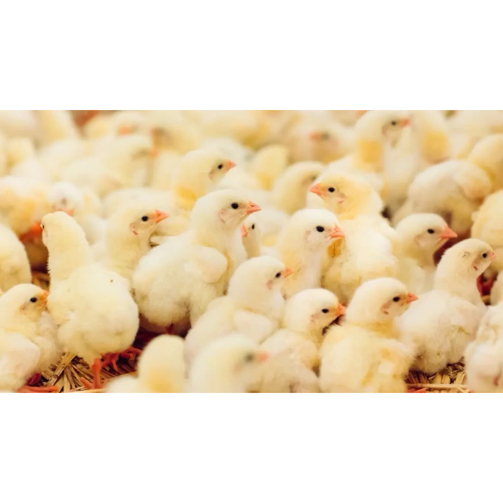 ANAK AYAM BROILER / ANAK AYAM POTONG /10EKOR