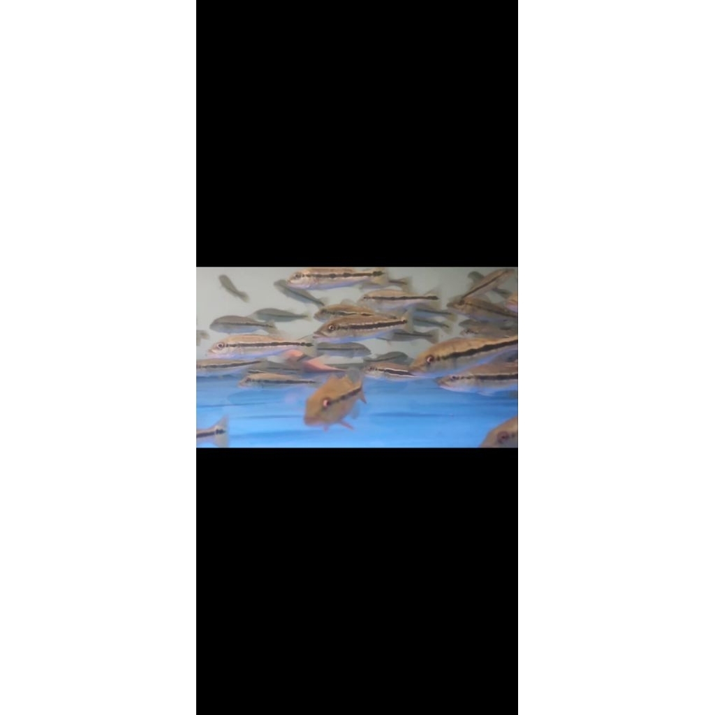 Hiasan Aquarium pbass FOGO