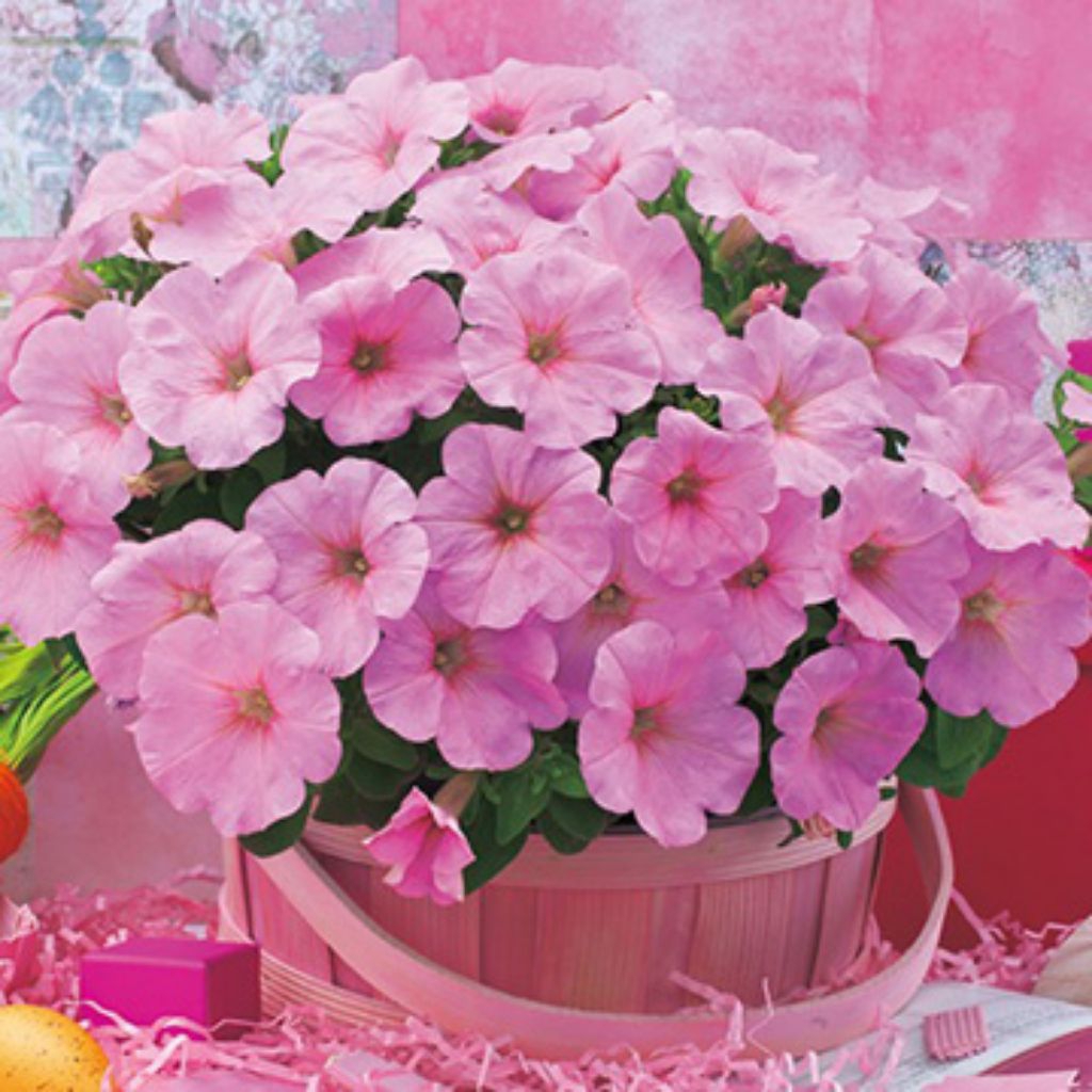 Petunia Diva Pink Lip F1