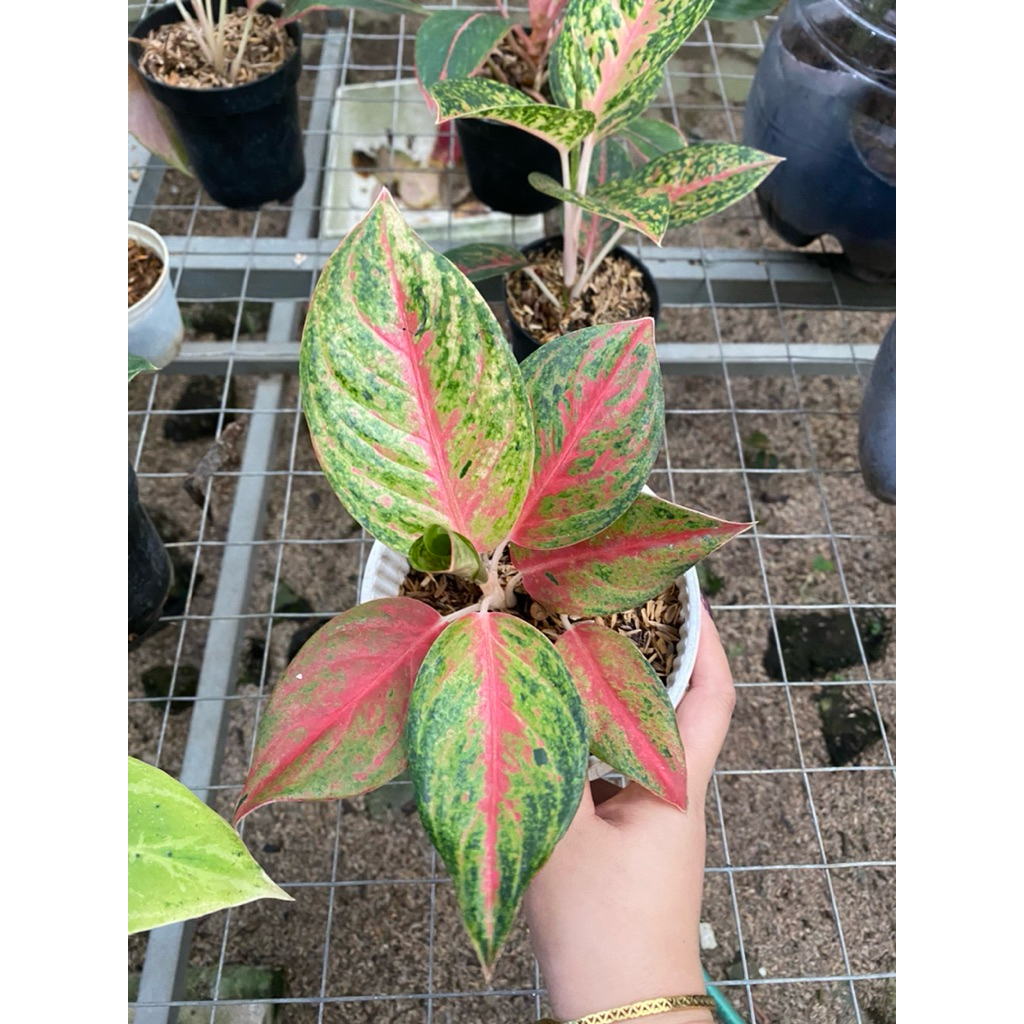 Aglaonema Red exotic Ekonomis