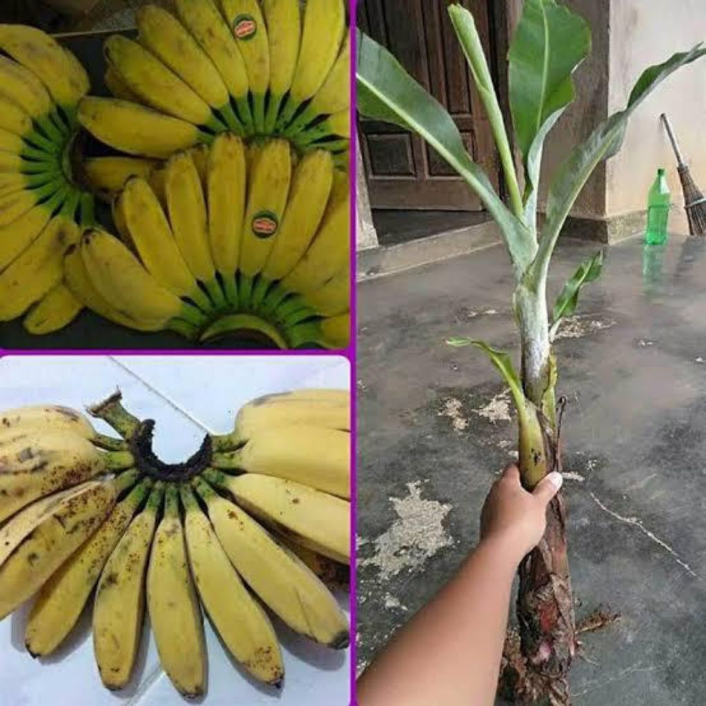 bibit pisang kepok pipit, tanaman pisang kepok pipit, bibit pisang kepok.