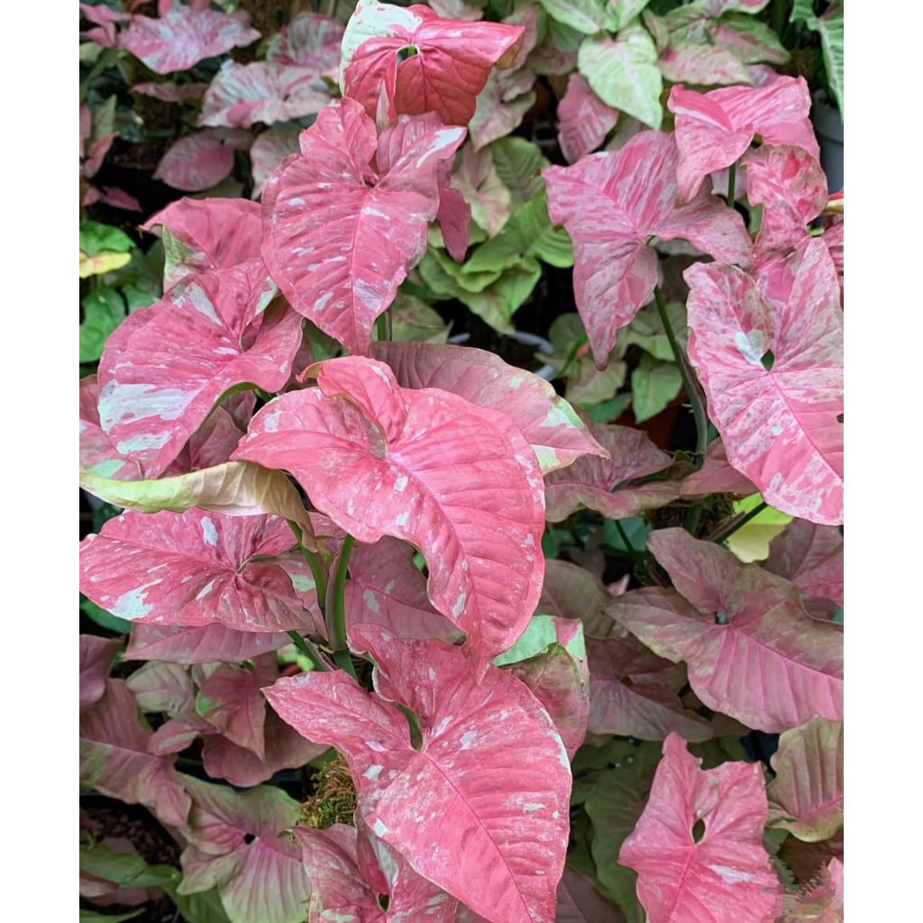 Syngonium Pink Candy