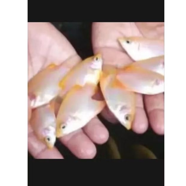 PAKET 10 EKOR GURAME PADANG UKURAN KOREK