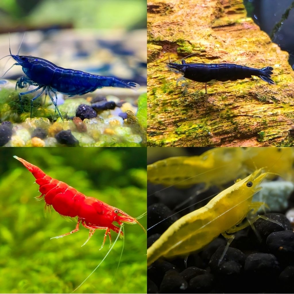 Udang Hias aquarium  Caridina paket pelangi isi 20 ekor hiasan aquarium/aquascape