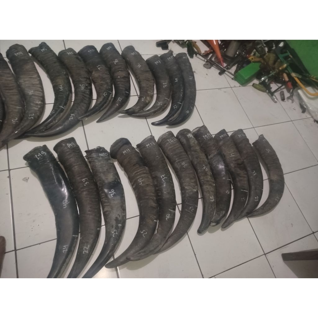 tanduk kerbau super padatan