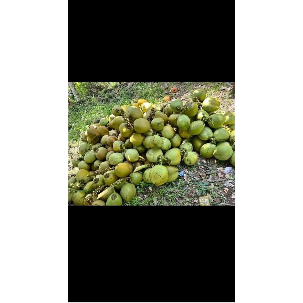 degan ijo muda ready