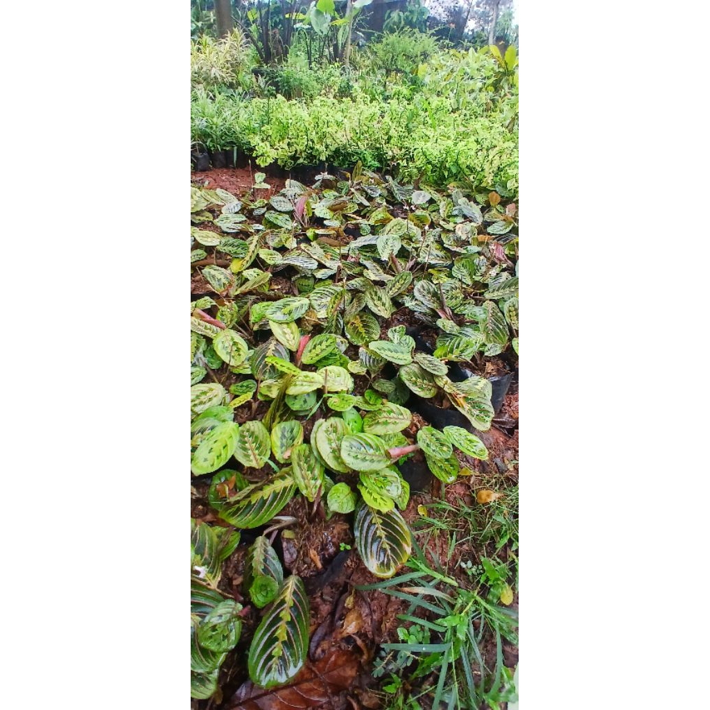 Tanan Hias Chalatea Kepiting/tanaman hias calathea kepiting