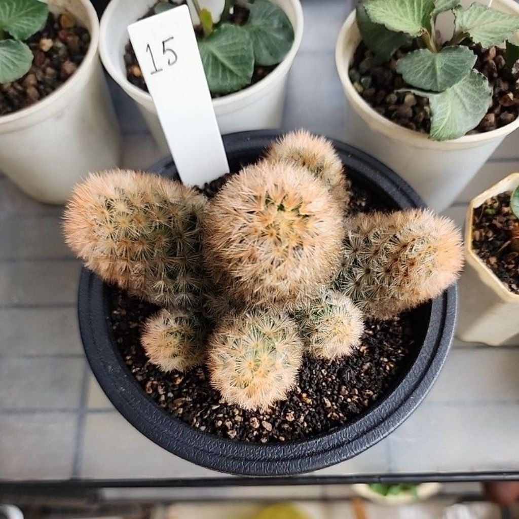 mamilaria carmenae cluster