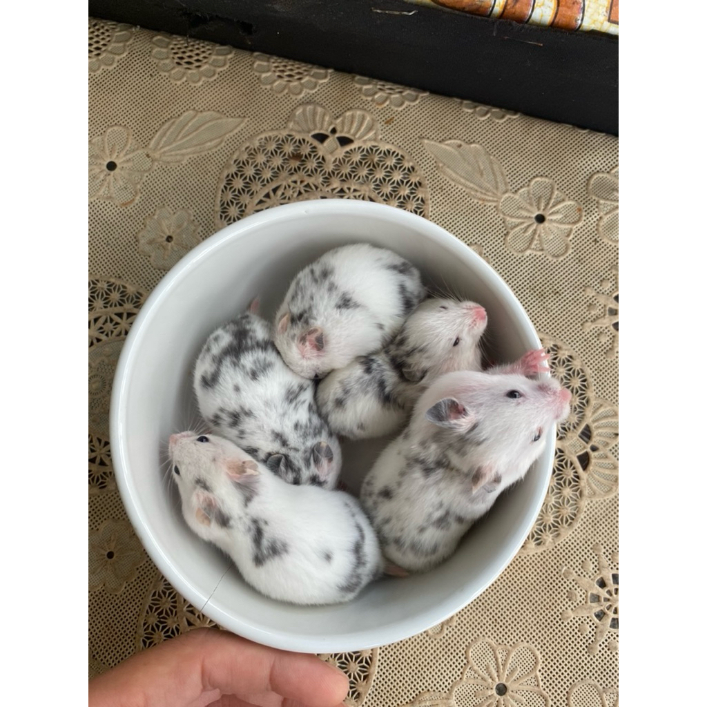 hamster syrian fujiyama betina