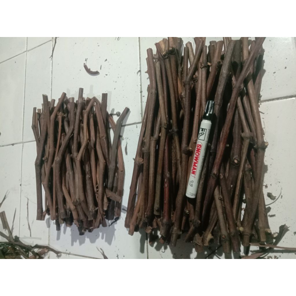 cutting anggur lokal