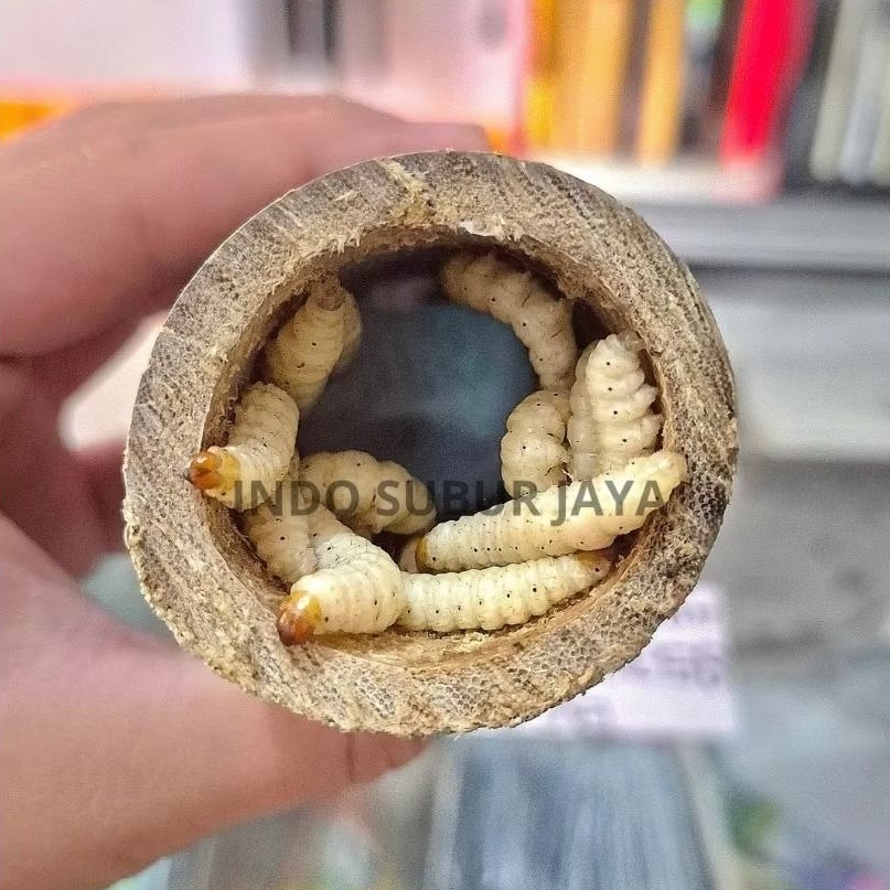 Ulat Bambu Medan Isi 20 Ulat Umpan Mancing Gacor